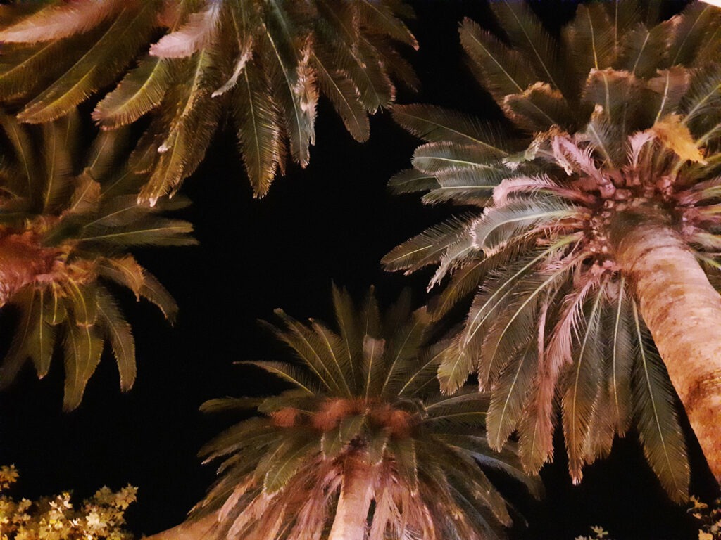 palms